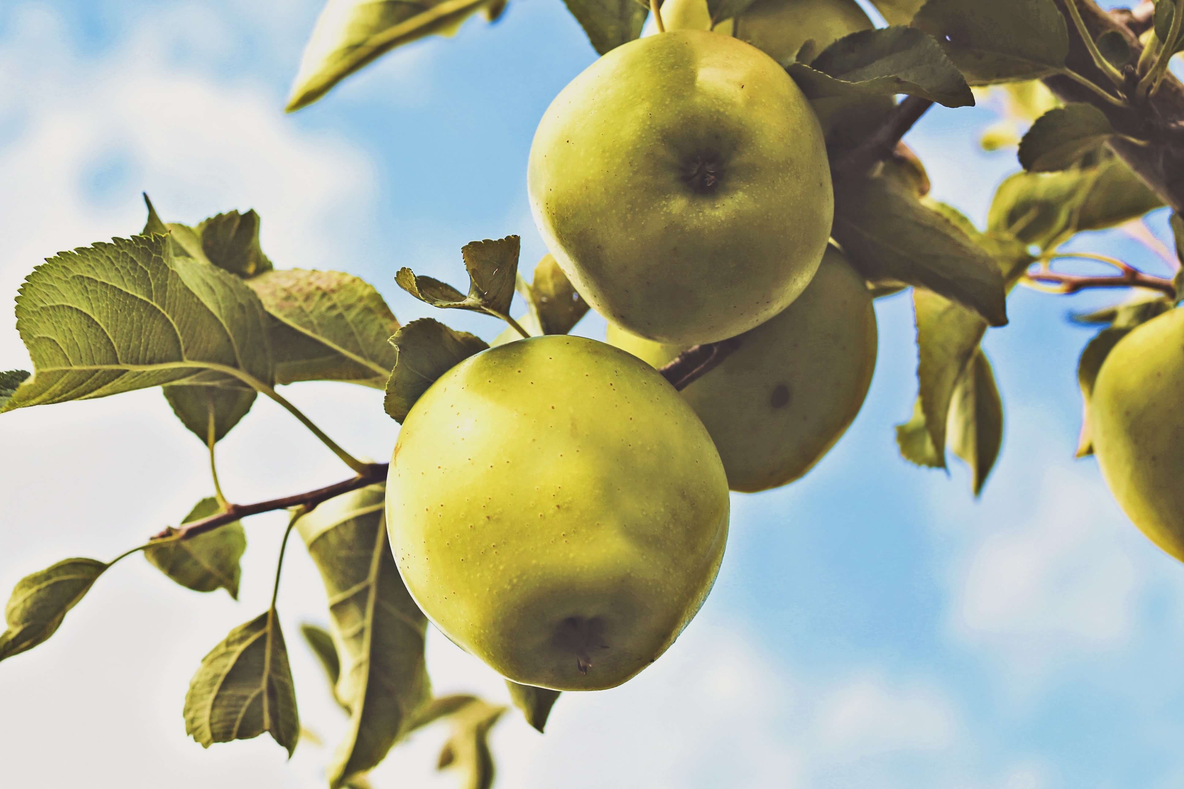 A list of apple varieties and apple variety facts.