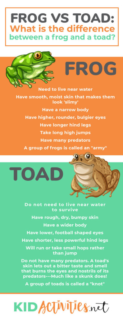 An image of a frog and a toad with text that reads Frog vs Toad: What is the difference between a frog and a toad? Next to the frog it talks about frog facts. Next to the toad it talks about toad facts. 