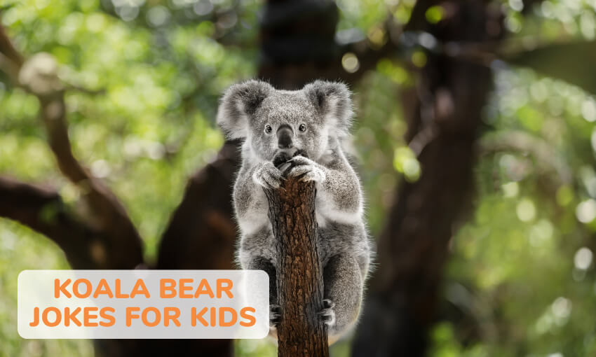 A collection of funny koala bear jokes for kids. 