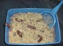 A picture of kitty litter cake. The food looks like a cat box with a scoop. 