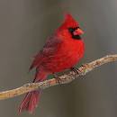 A picture of a red cardinal bird sitting on a branch.