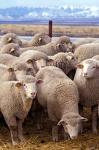 A picture of a bunch of sheep gathered together. 