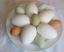 a picture of several different types of eggs. Ranging in size and colors. 