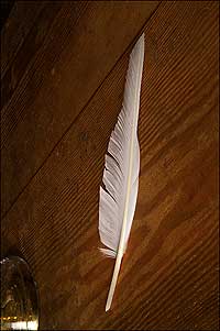 An image of a white feather on a dark wood background. 