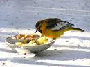 An image of a bird on the edge of a bowl eating apples and birdseed 