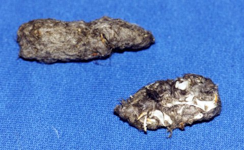 An image of two owl pellets 