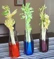 Celery sticks being dyed different colors in a beaker. Red, blue, and purple are the colors the celery is being dyed. 
