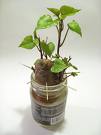 A picture of a sweet potato vine. Sweet potato with toothpicks around the sides in a jar with plants growing out the top. 