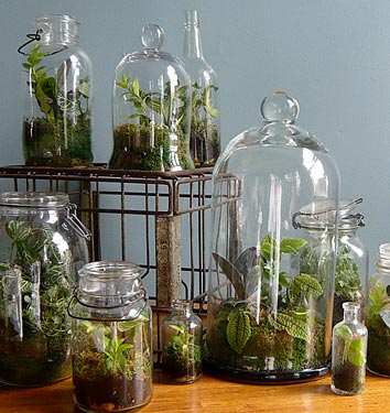 A picture of several glass terrariums with plant life growing inside. 