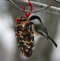 A winter animal feeder craft project. 