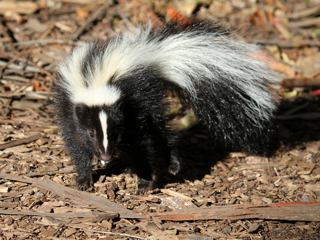 do raccoons and skunks hibernate