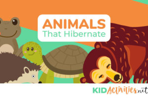 A list of animals that hibernate during the winter.