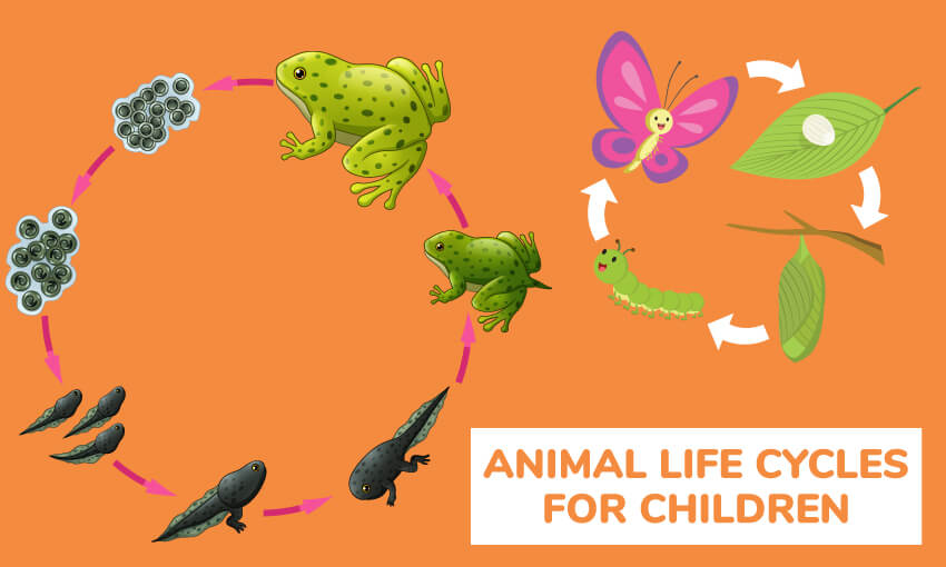 A collection of animal life cycle lesson for children. Great for science class. 
