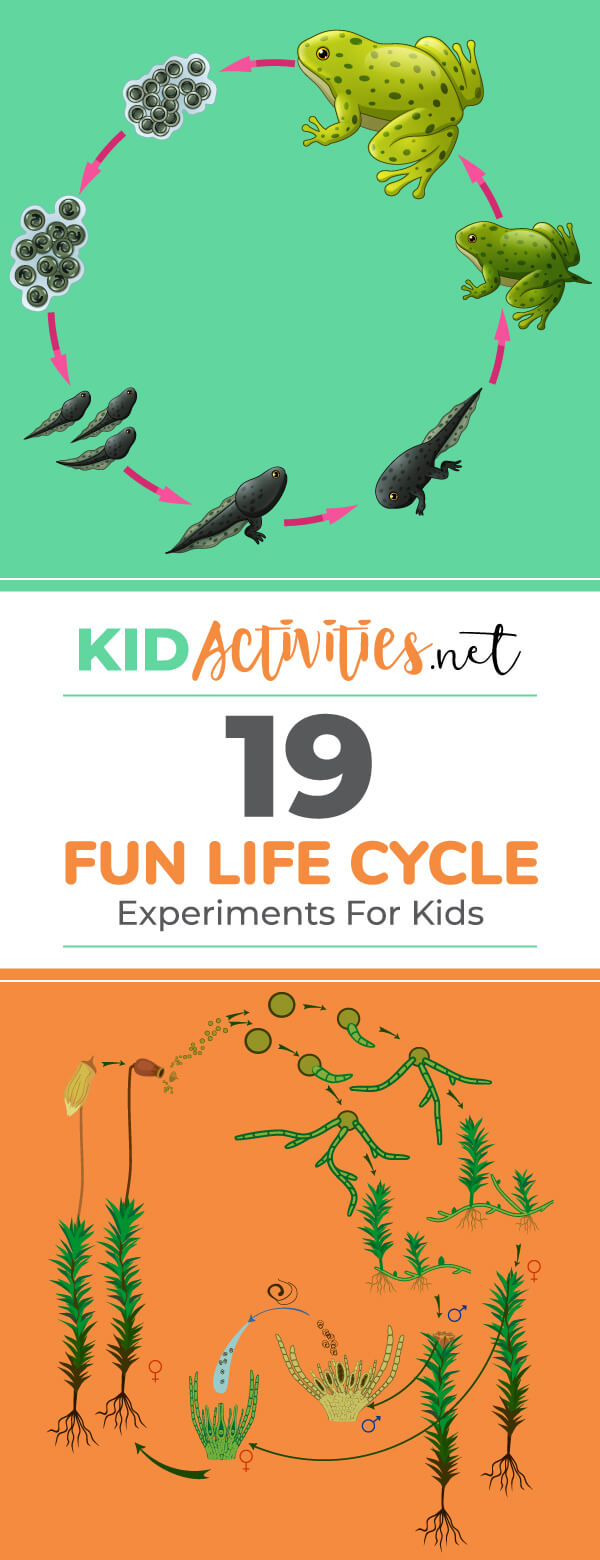 A collection of fun life cycle experiments and lesson plans for kids. These are great for science class and for teaching kids about the cycle of life. 