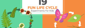 19 Fun Life Cycle Experiments For Kids [Plant and Animal Life Cycles]