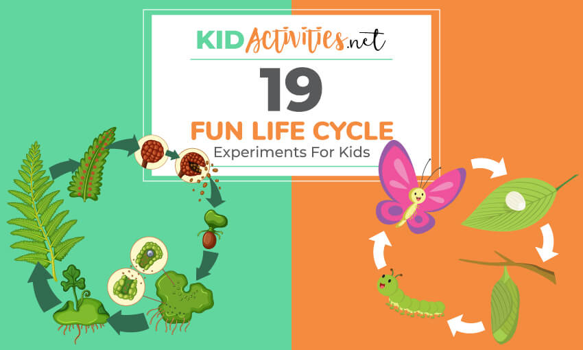19 Fun Life Cycle Experiments For Kids [Plant and Animal Life Cycles] - Kid  Activities