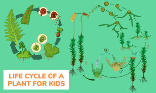 The life cycle of a plant. A great lesson plan for kids and teaching about the cycle of life. 