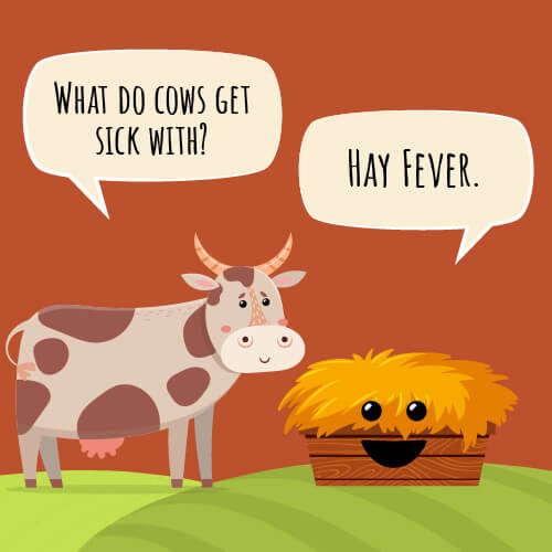 45 Funny Cow Jokes For Kids Kid Activities