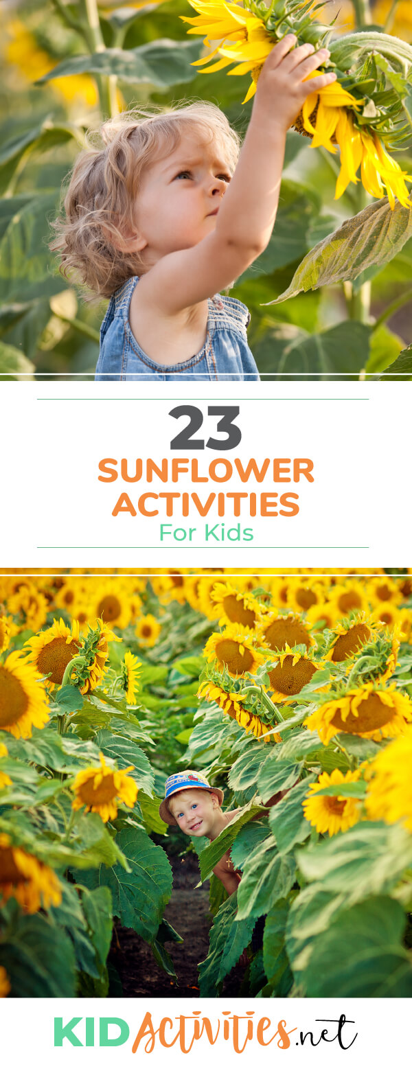 A collection of sunflower activities for kids. Great for getting kids interacting and learning about sunflowers. Great for a sunflower themed day at school.