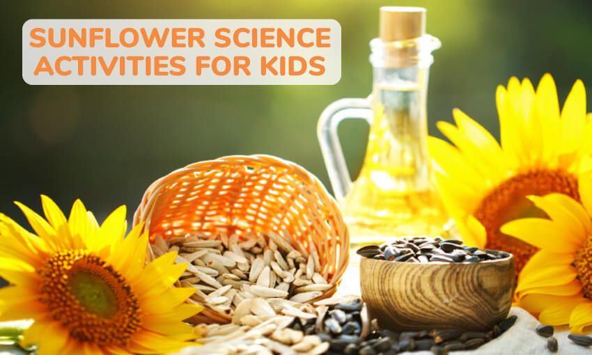 A collection of sunflower science activities for kids. A great way to get kids learning and experimenting with sunflowers. 