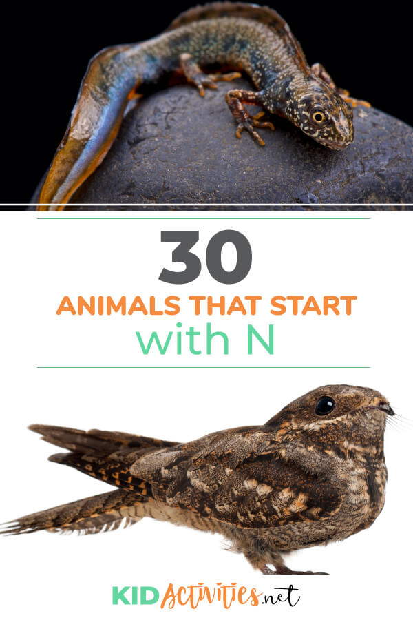 A collection of animals that start with the letter N. Here you will find 30 various animals that begin with N. 