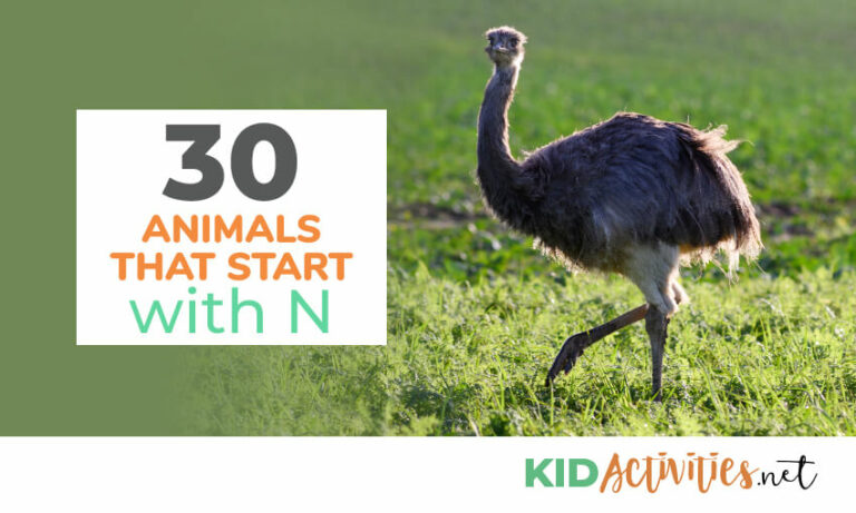 30 Animals that Start with the Letter N (Pictures) - Kid Activities