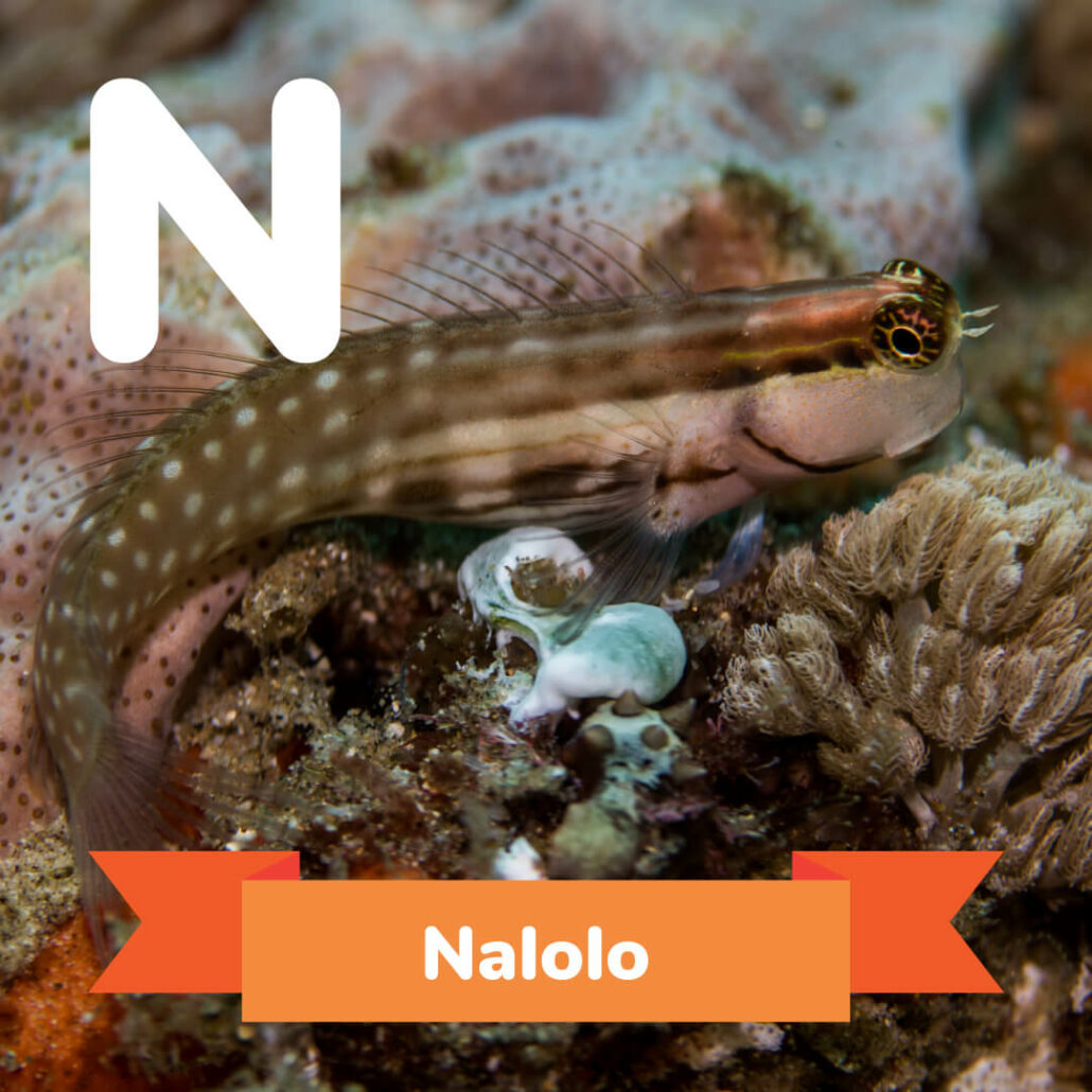 A picture of the Nalolo