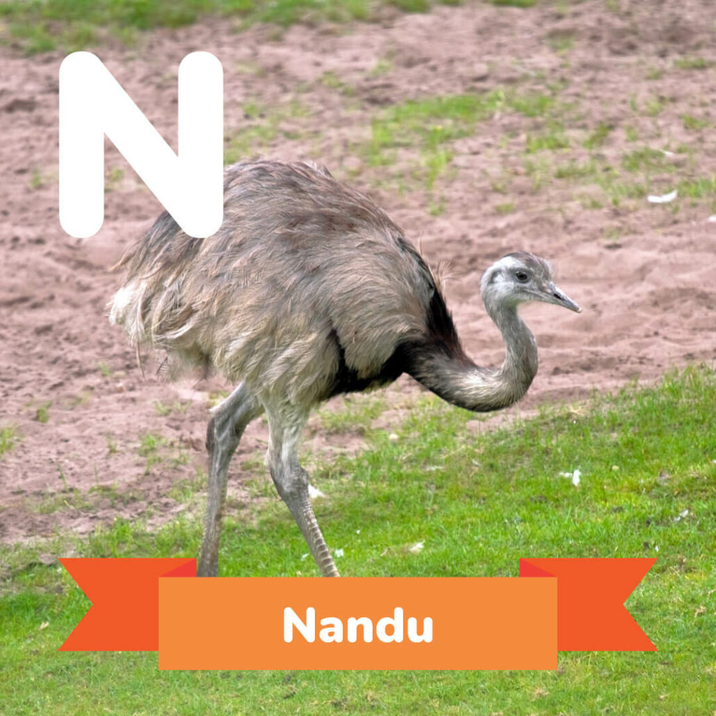 A picture of the Nandu. 
