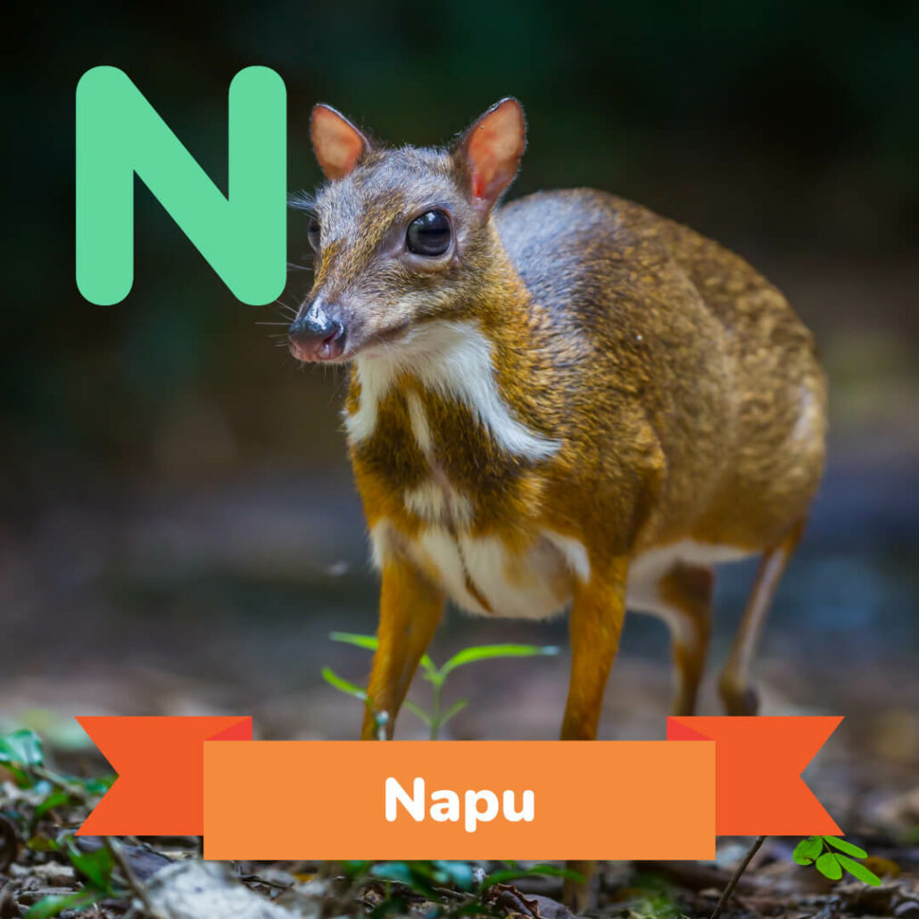 A picture of the Napu. 