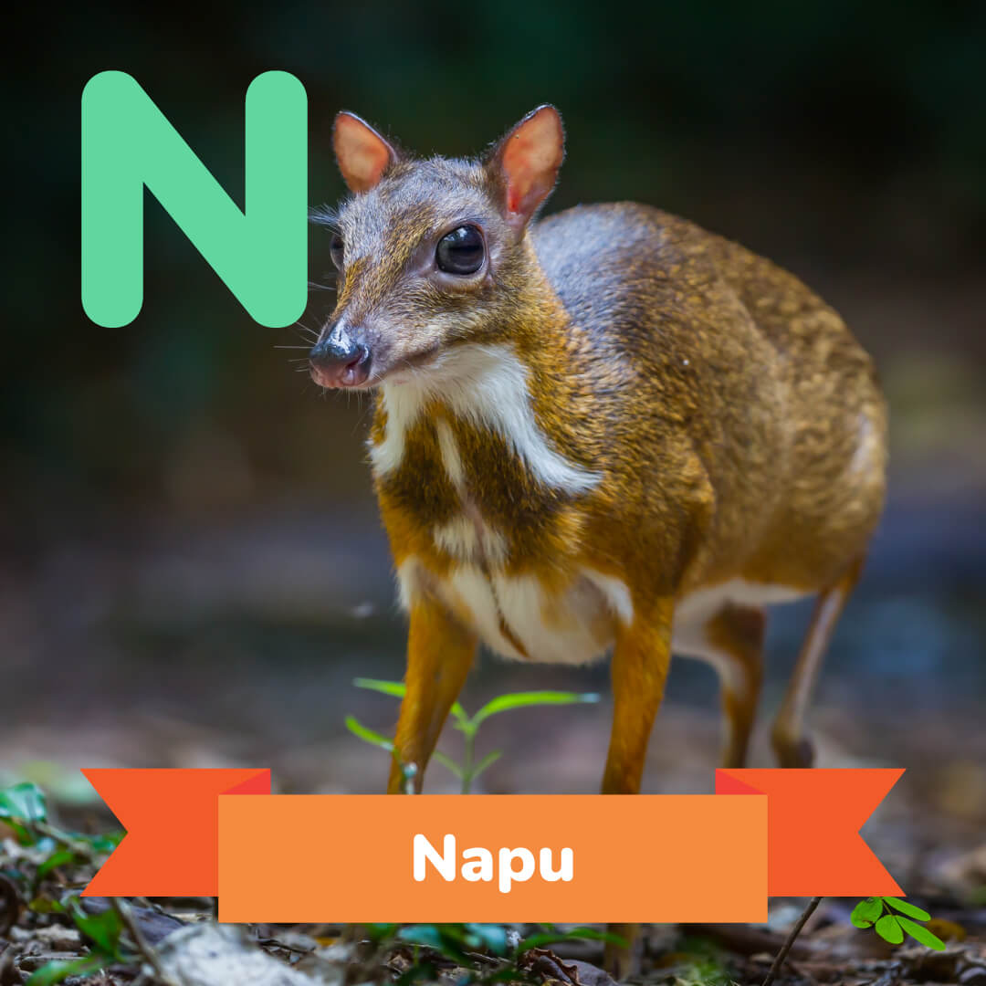 Picture Of Napu 