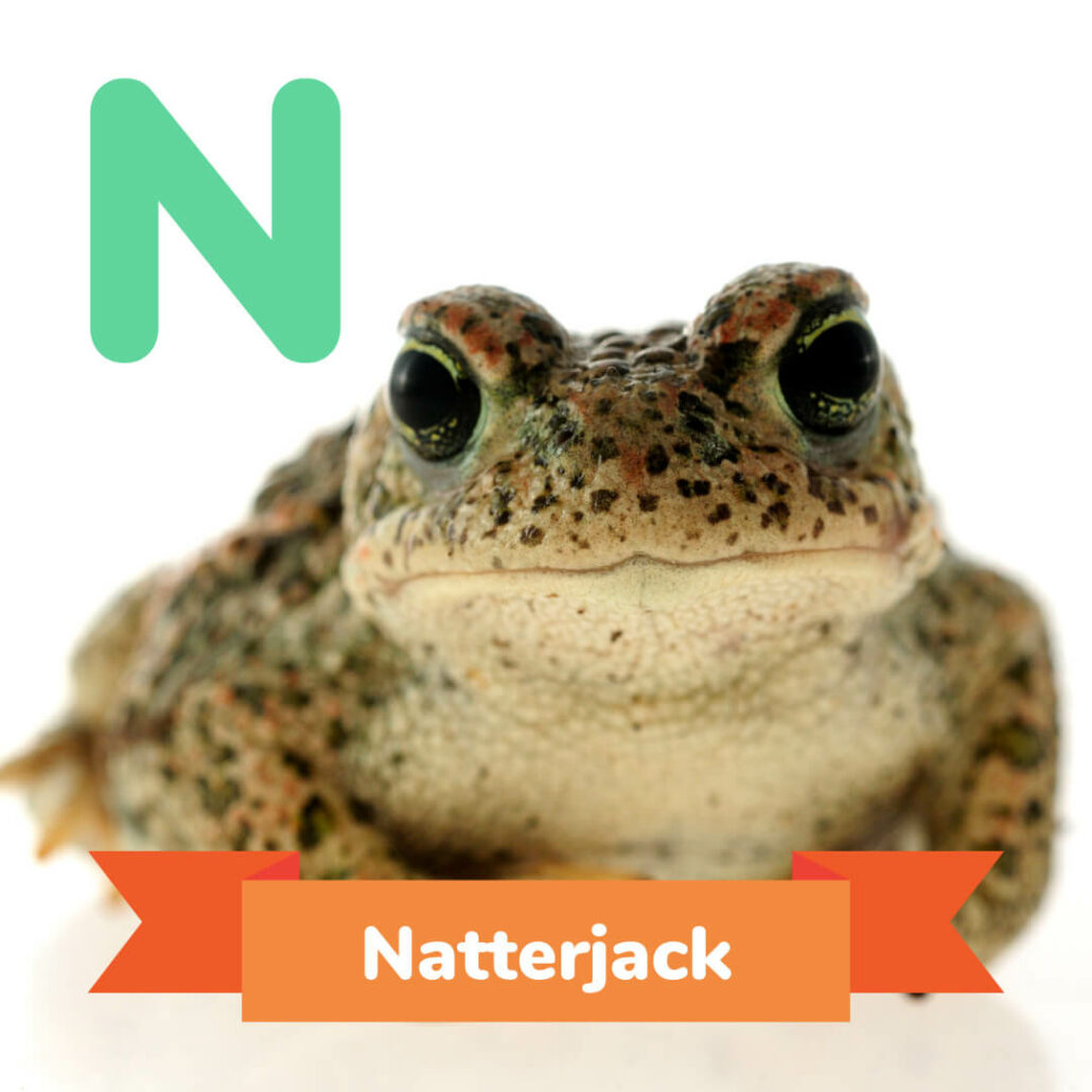 A picture of the Natterjack. 