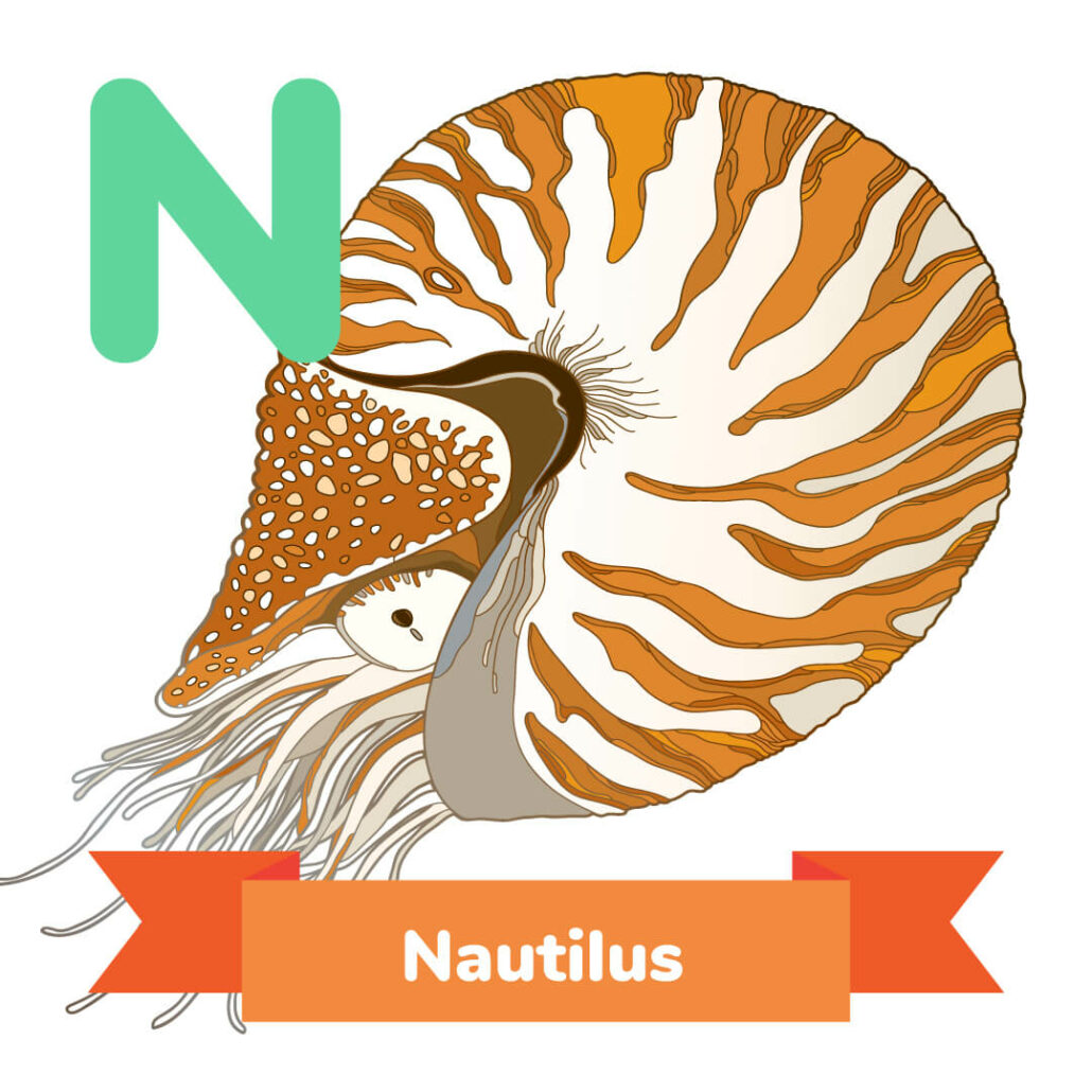 A picture of the Nautilus. 