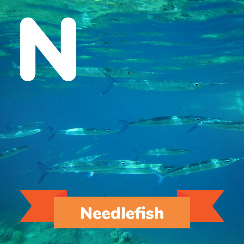 A picture of the Needlefish. 