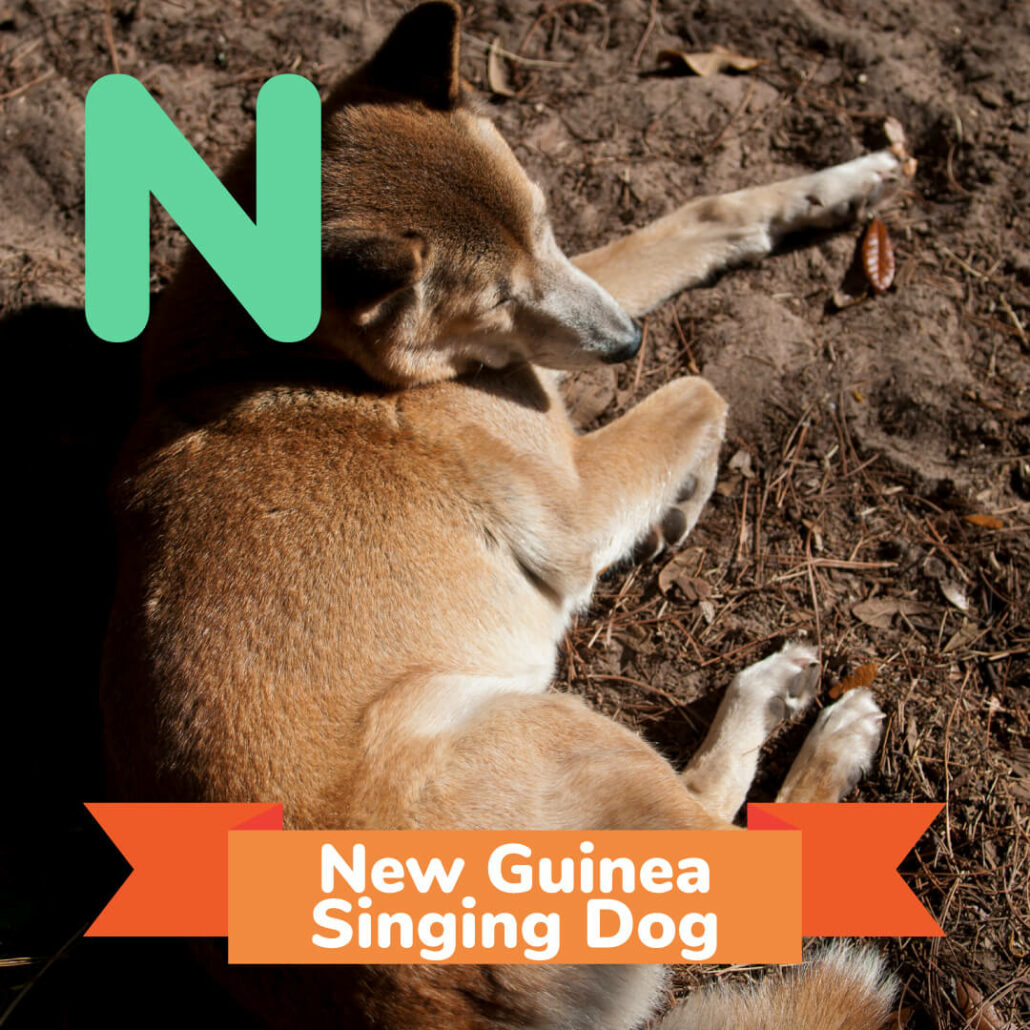 A picture of the New Guinea Singing Dog. - animals that start with n