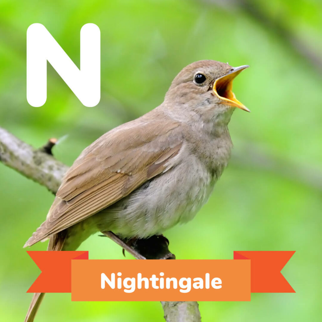 A picture of the Nightingale. 