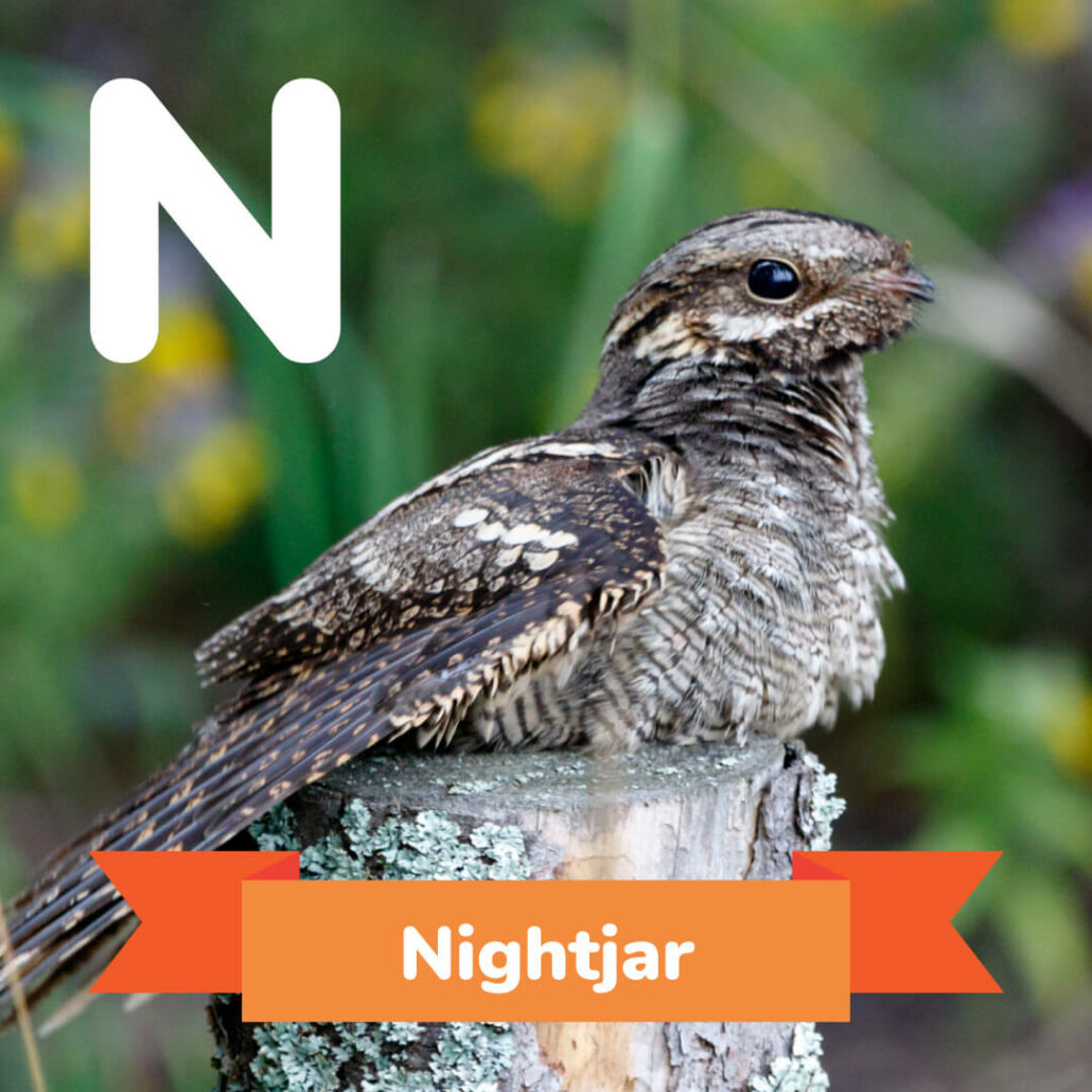 A picture of the Nightjar.  - xanimals that start with n