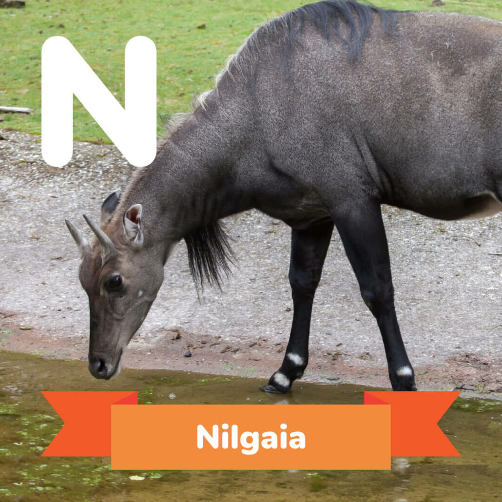 A picture of the Nilgaia. 