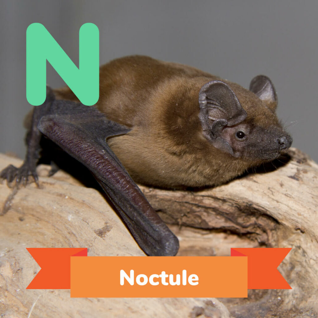 A picture of the Noctule.  - animals that start with n