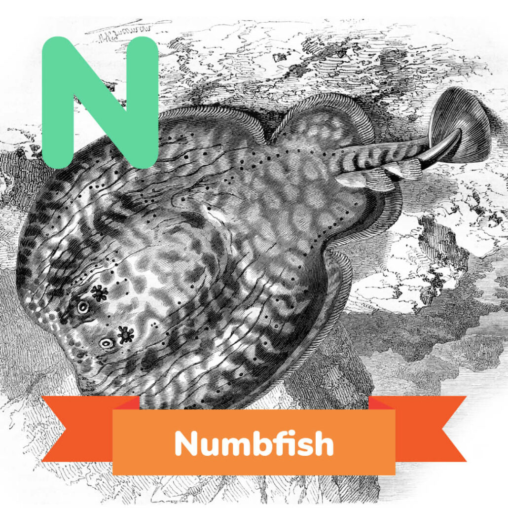 A picture of the numbfish. 