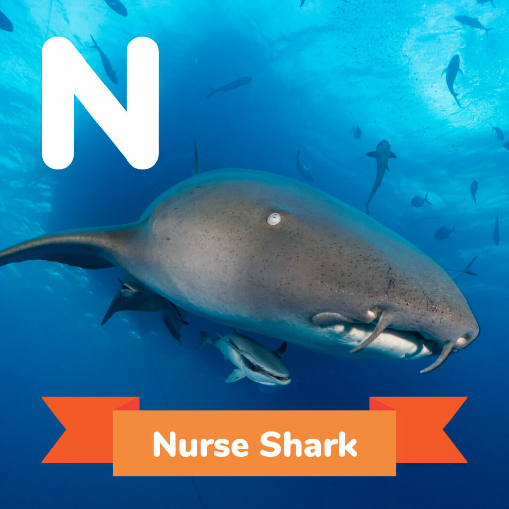 A picture of the nurse shark. - animals that start with n