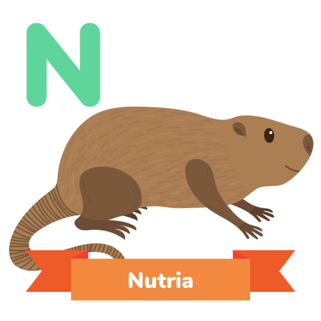 A picture of the nutria. 