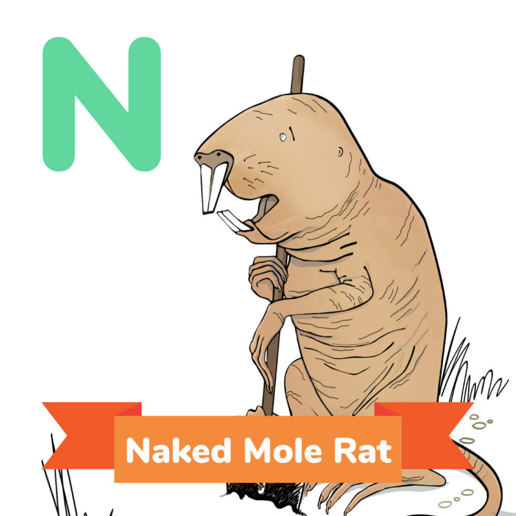 Secrets Of Naked Mole