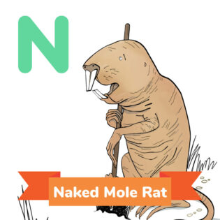 A picture of the Naked Mole Rat
