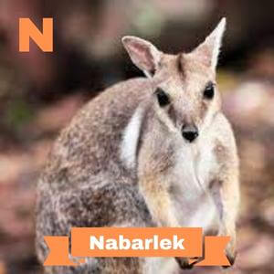 animals that start with n