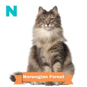 animals that start with n