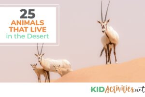 A collection of animals that live in the desert