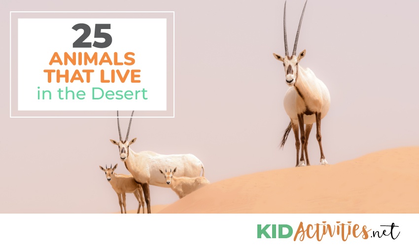 A collection of animals that live in the desert