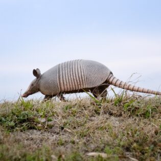 armadillo in the desert