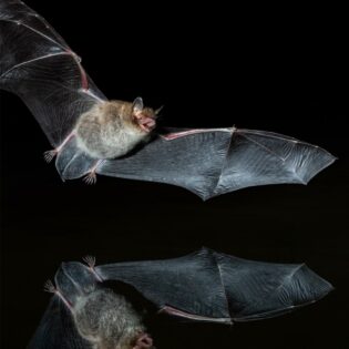 A bat flying in the desert night. 