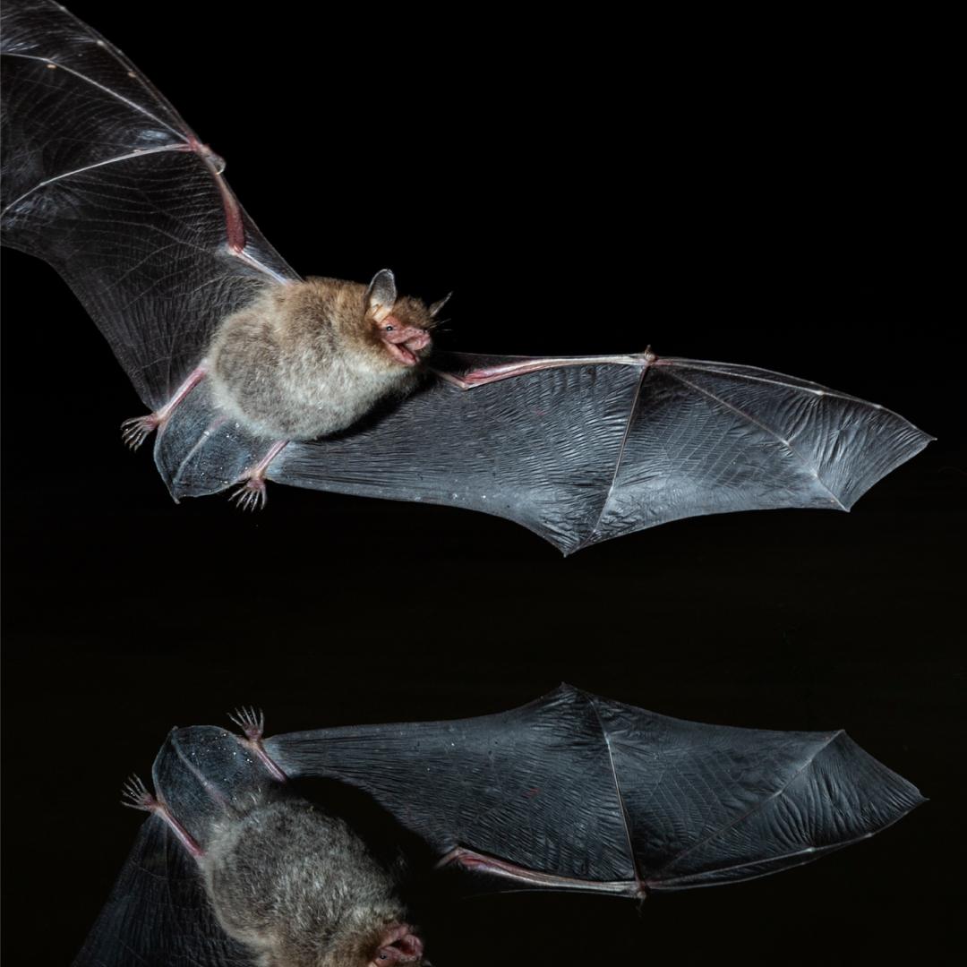 26 Animals That Live in the Desert Kid Activities